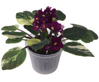 African Violet in Slot Pot