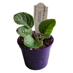 African Violet Fully Repotted