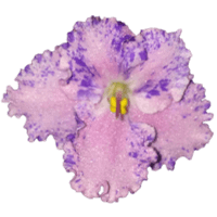 African Violet