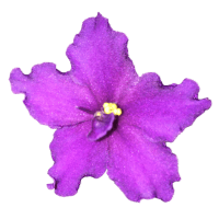 African Violet