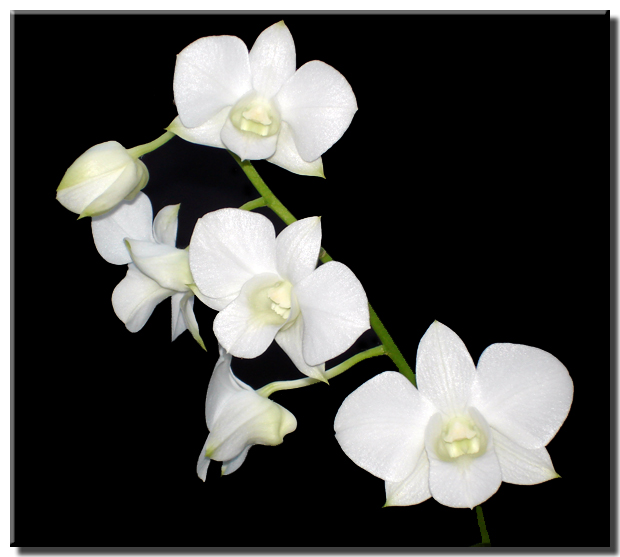 White Dendrobium