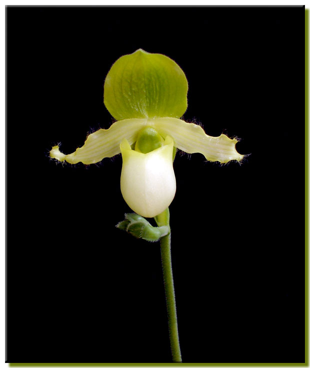 Paphiopedilum Avalon Mist