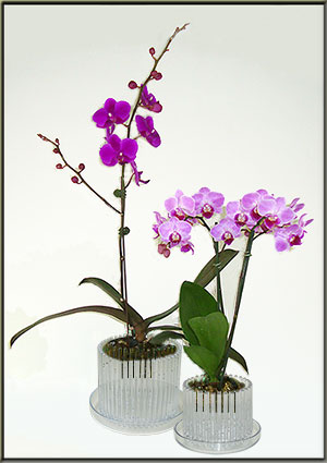 orchid pot