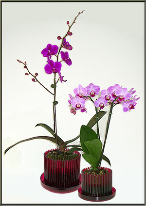 orchid pot