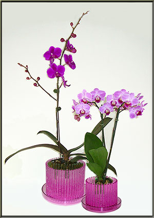 orchitop carousel orchid pot